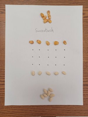 The original Succotash paper