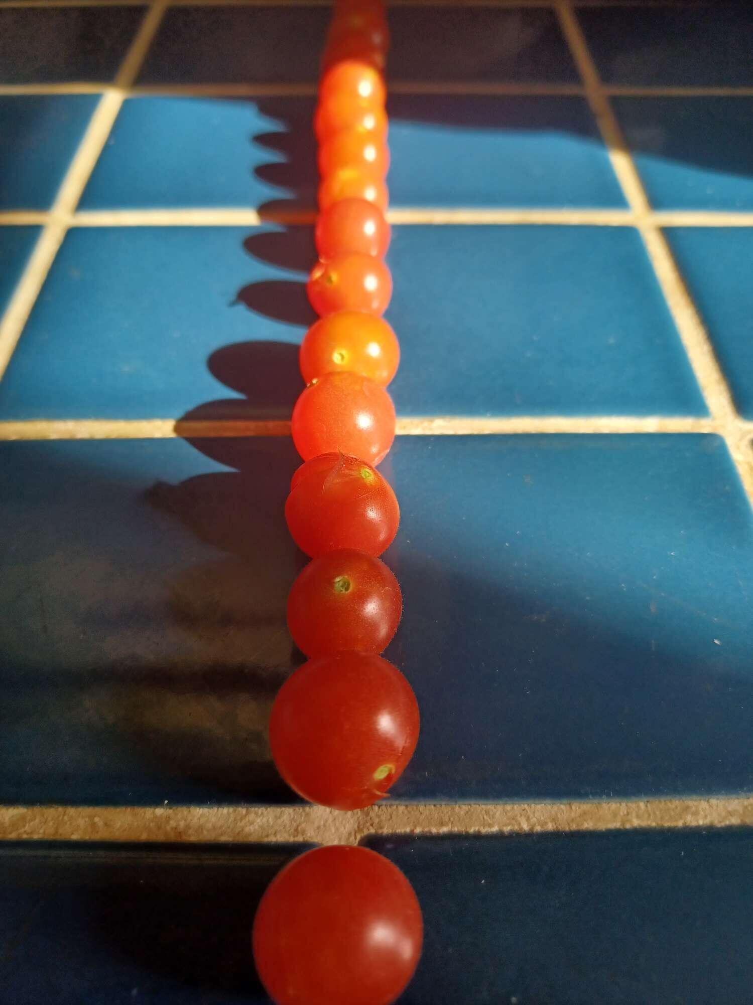Tomatoes lined up on a counter